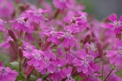 ピンク色の花