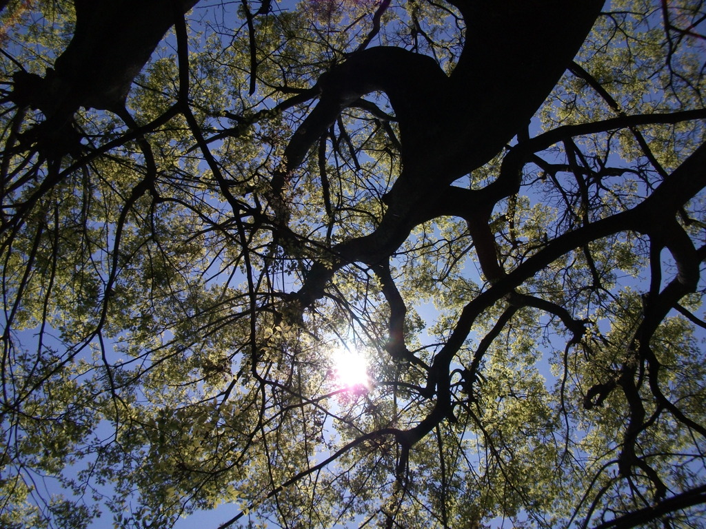 DSCF1356