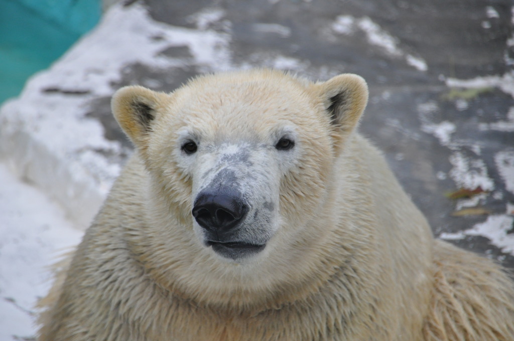 ホッキョクグマのロッシー!