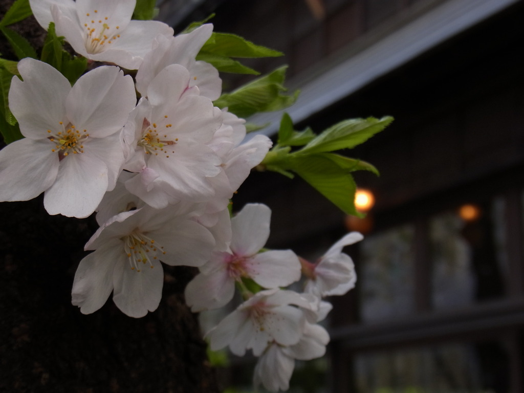 銀座の桜