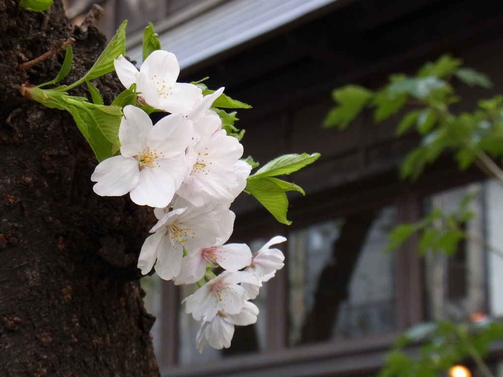 銀座の桜