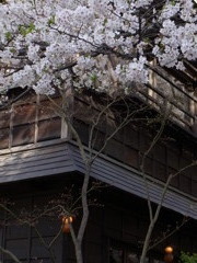 銀座の桜