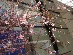 銀座の桜