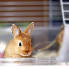 我が家にうさぎがやってきた。