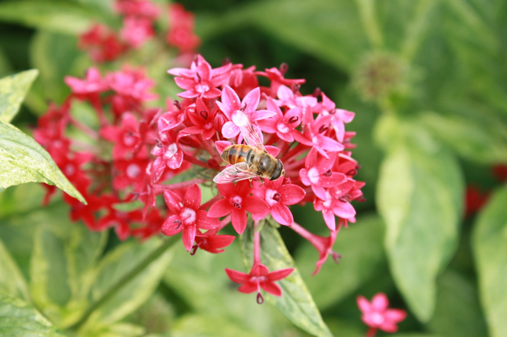蜂