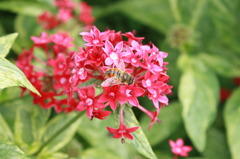 蜂