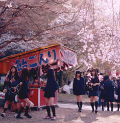 桜と女子学生