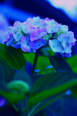 _MG_0588