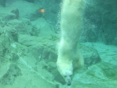 しろくま