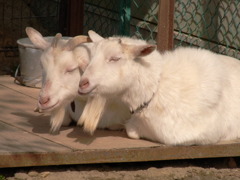 ヤギx2