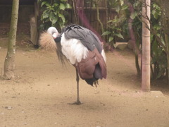カンムリヅル