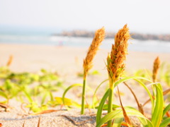 海－砂浜