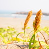 海－砂浜