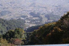 ススキ