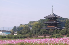 コスモス