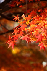 紅葉　
