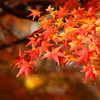 紅葉　
