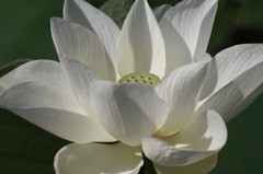 ハスの花　3