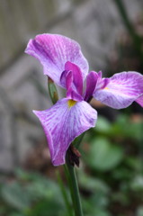 花菖蒲　3