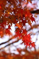 紅葉