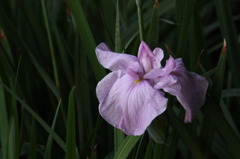 I花菖蒲