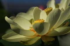 ハスの花　2