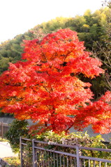 紅葉