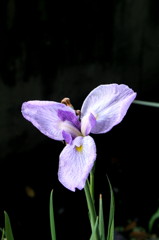 花菖蒲　2