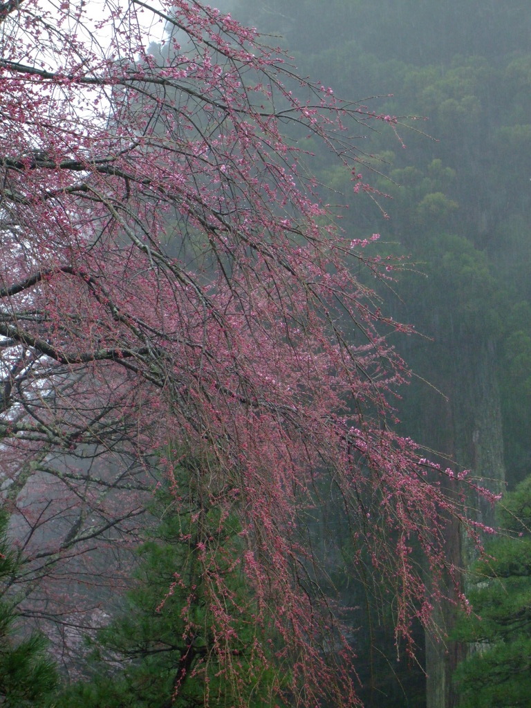 幽桜