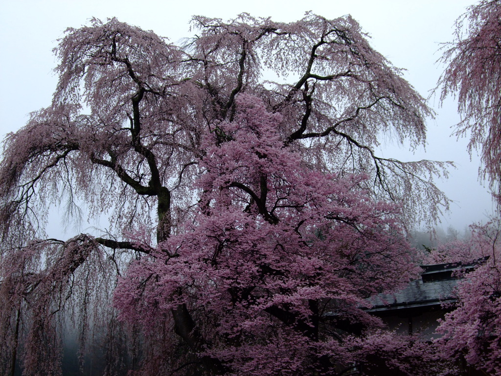 薬師堂しだれ桜