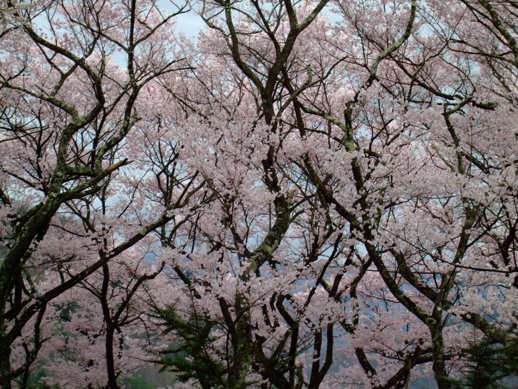 桜枝交錯