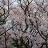 桜枝交錯