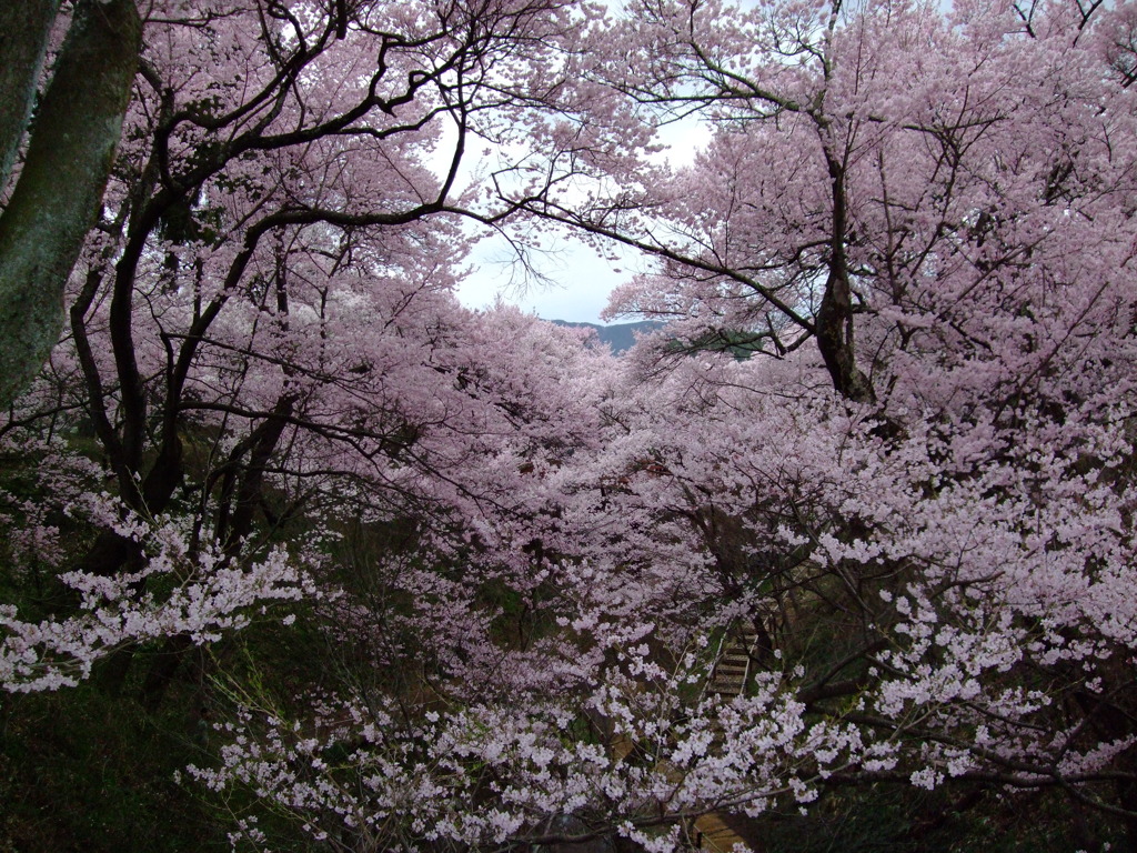 桜雲橋を望む