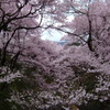 桜雲橋を望む