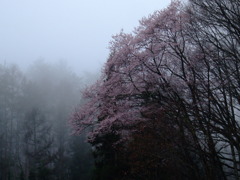霧桜