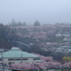 桜に埋もれる町