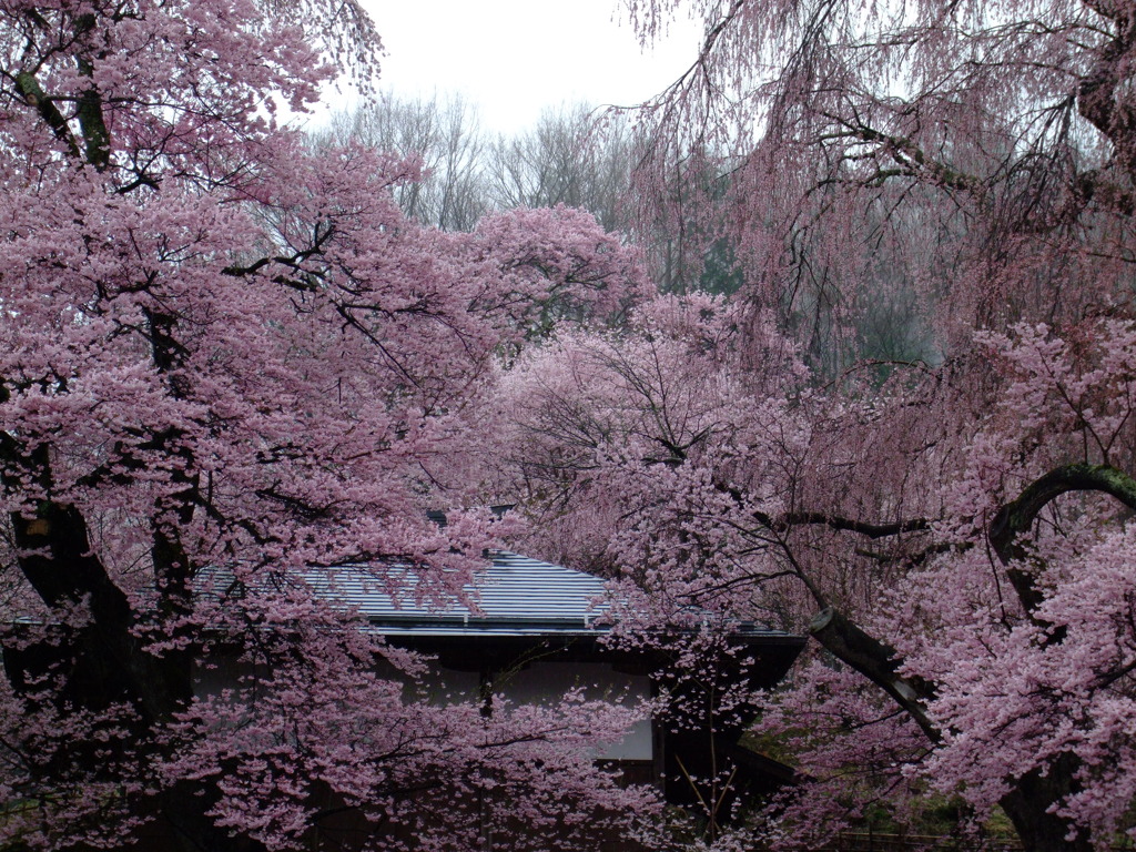 光前寺盛桜