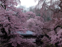 光前寺盛桜