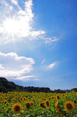 太陽とひまわり畑