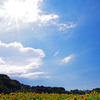太陽とひまわり畑