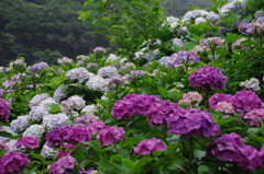 雨の中、白と紫の紫陽花