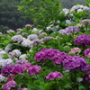 雨の中、白と紫の紫陽花