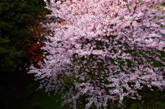 桜爛漫