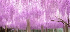 藤棚～雅