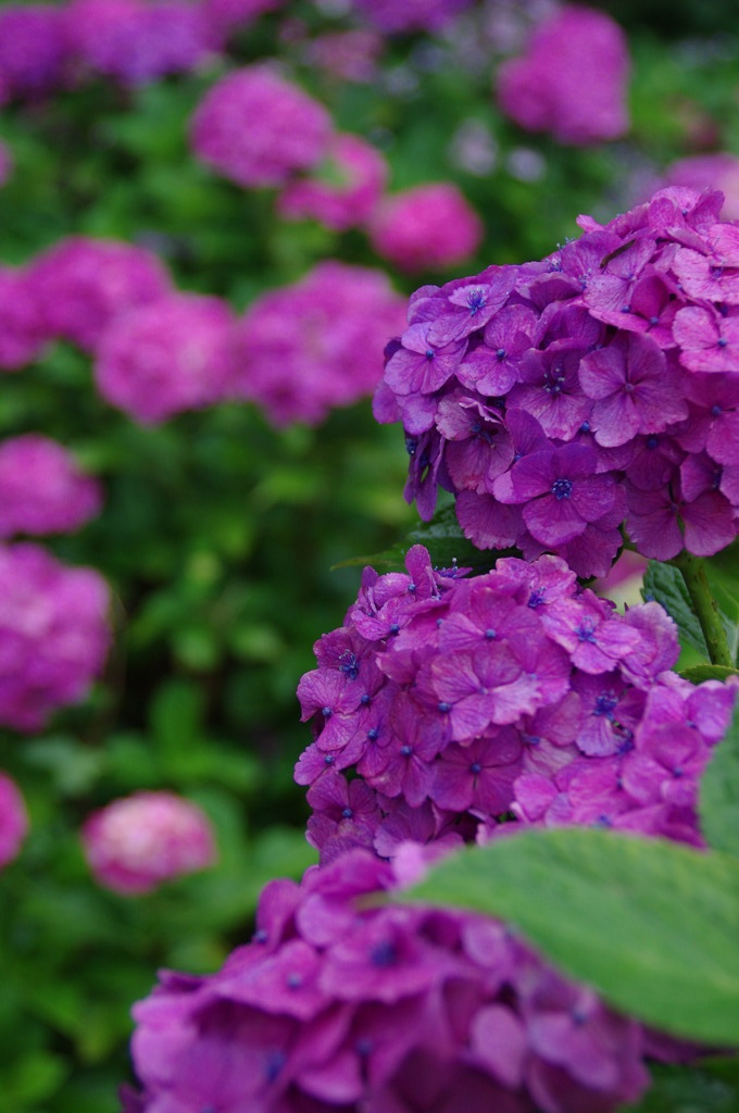 雨の紫陽花