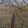 鉄パイプの中の鳥１