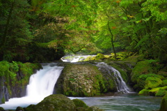 原生林の滝