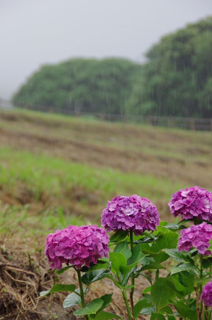 雨降り