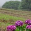 雨降り