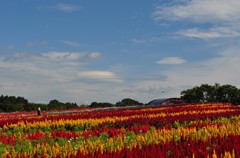 那須フラワーワールド